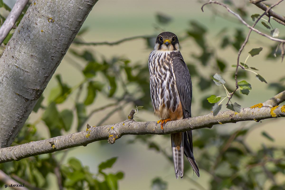 Eurasian Hobby
