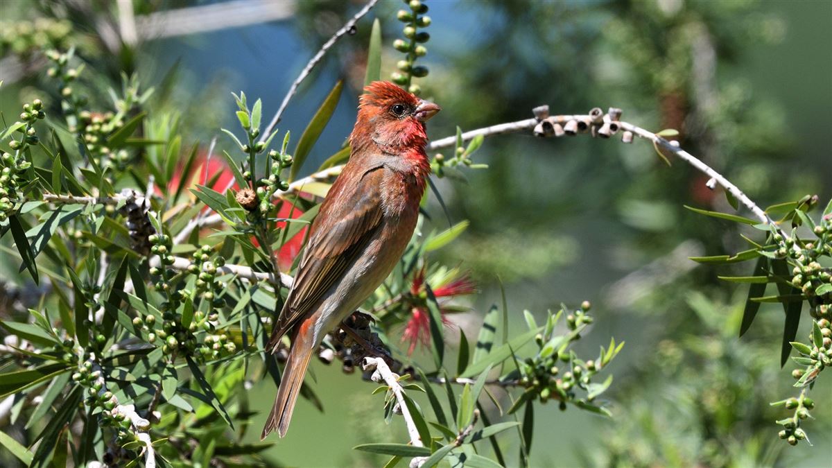 Common Rosefinch