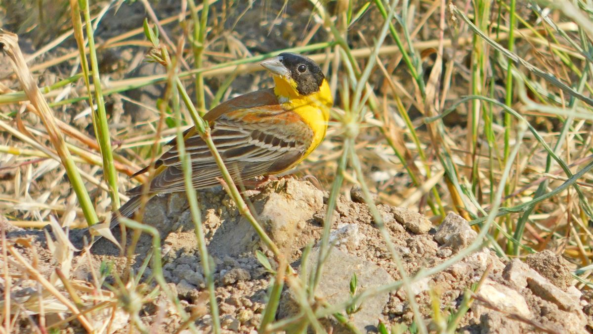 Black-headed Bunting