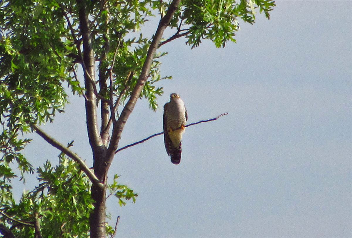 Common Cuckoo