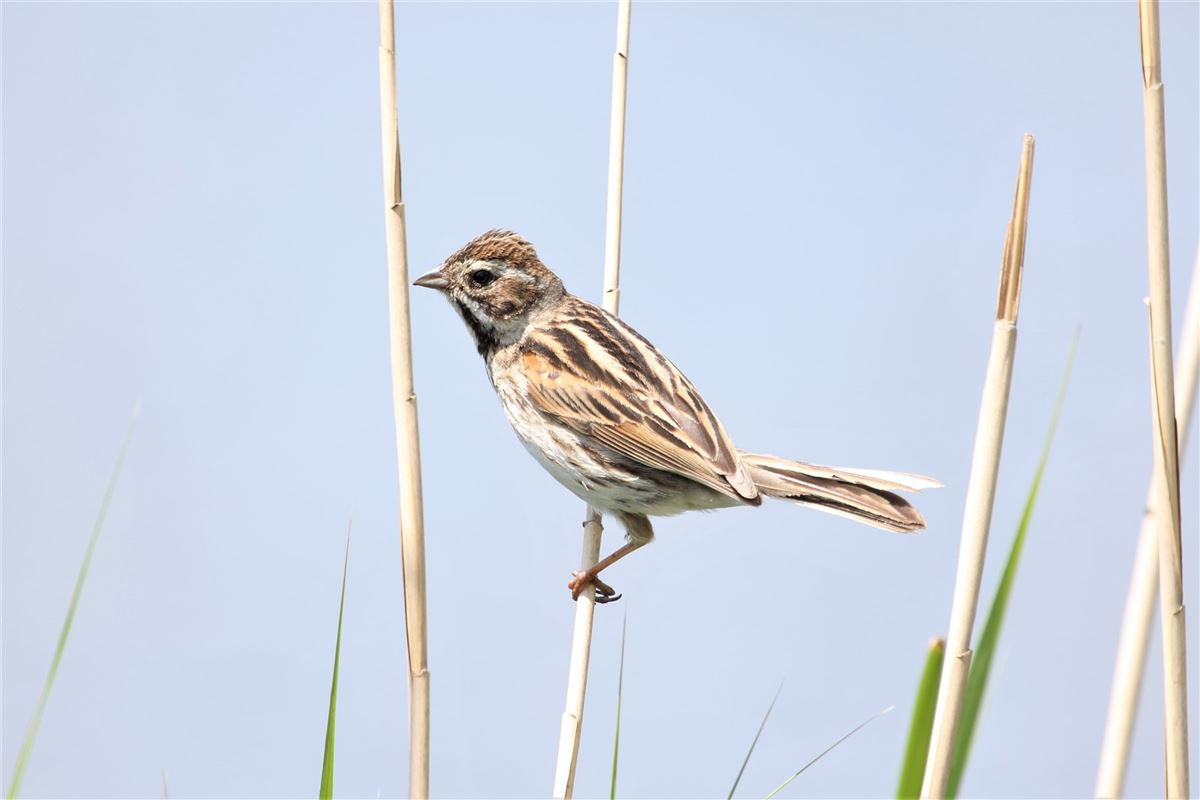 Common Reed Bunting