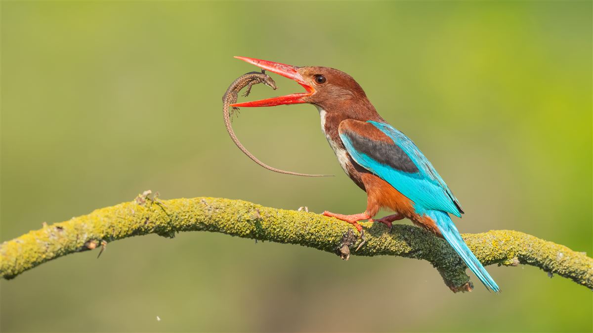 White-throated Kingfisher