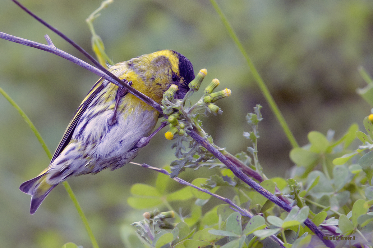 Eurasian Siskin