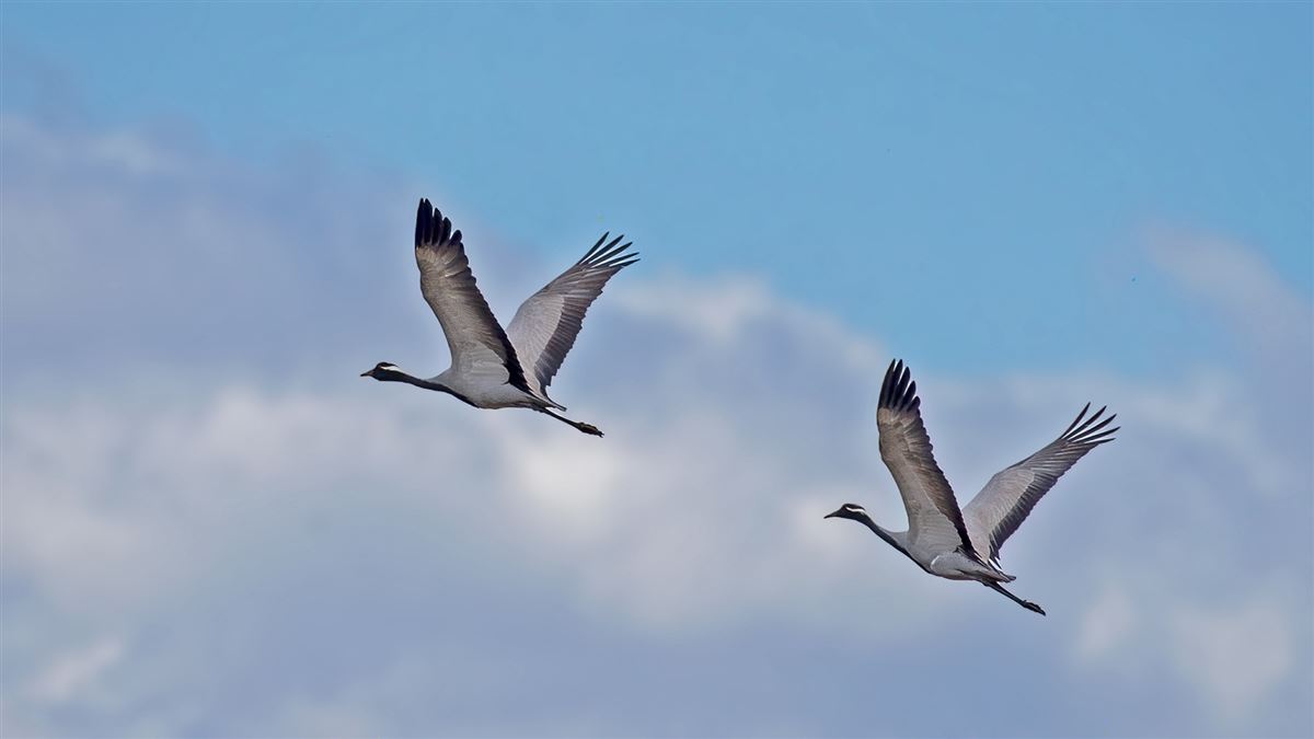 Telli Turna