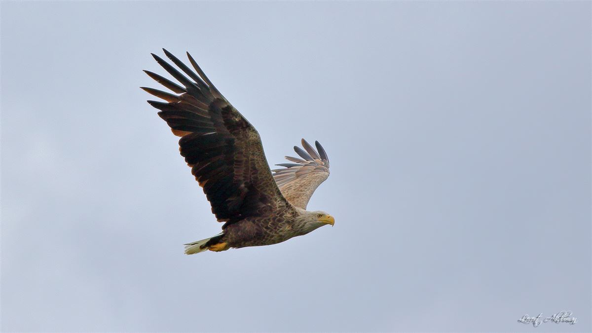 White-tailed Eagle