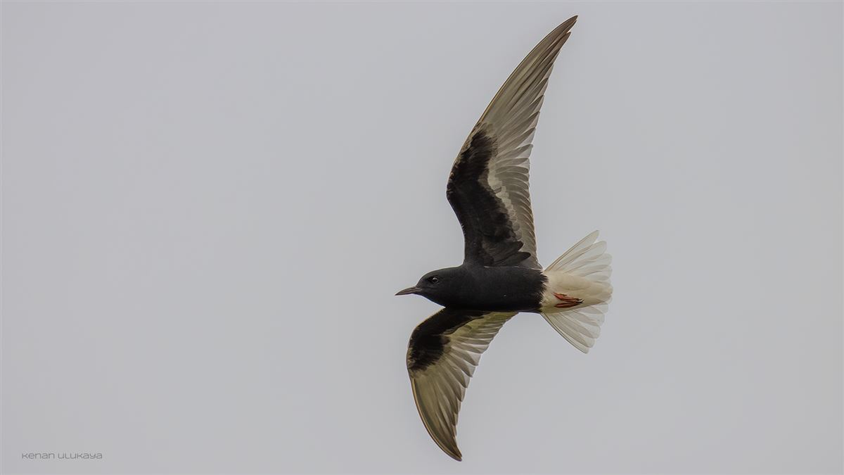 White-winged Tern