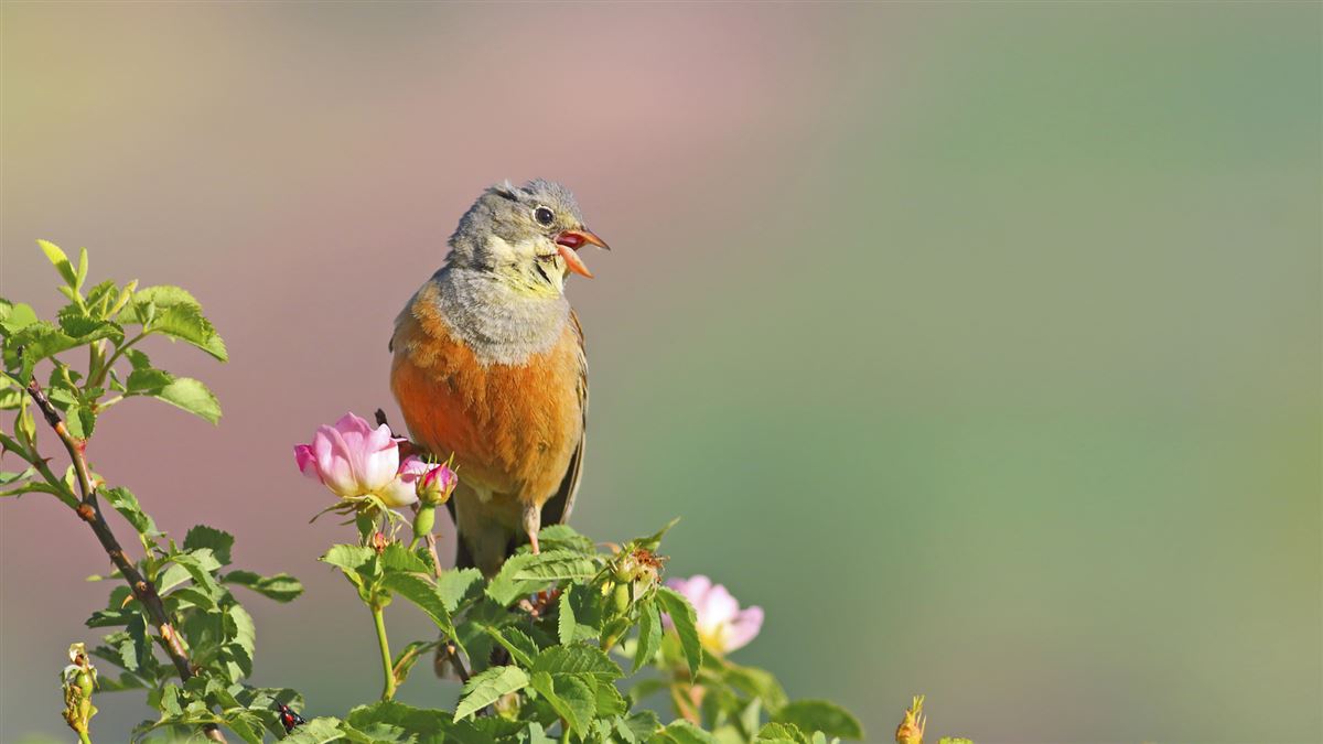 Ortolan Bunting