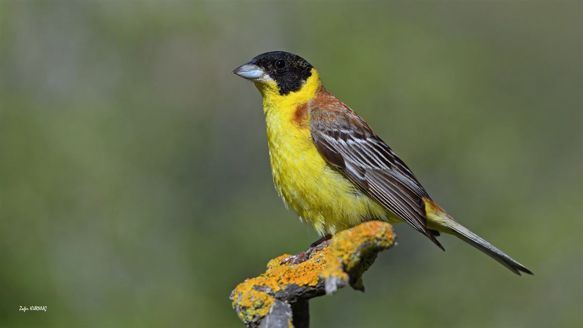 Black-headed Bunting