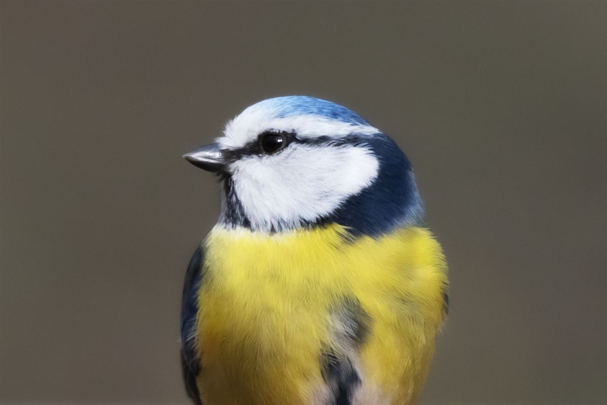 Eurasian Blue Tit