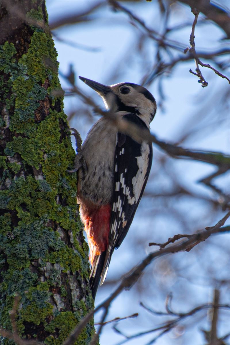Syrian Woodpecker