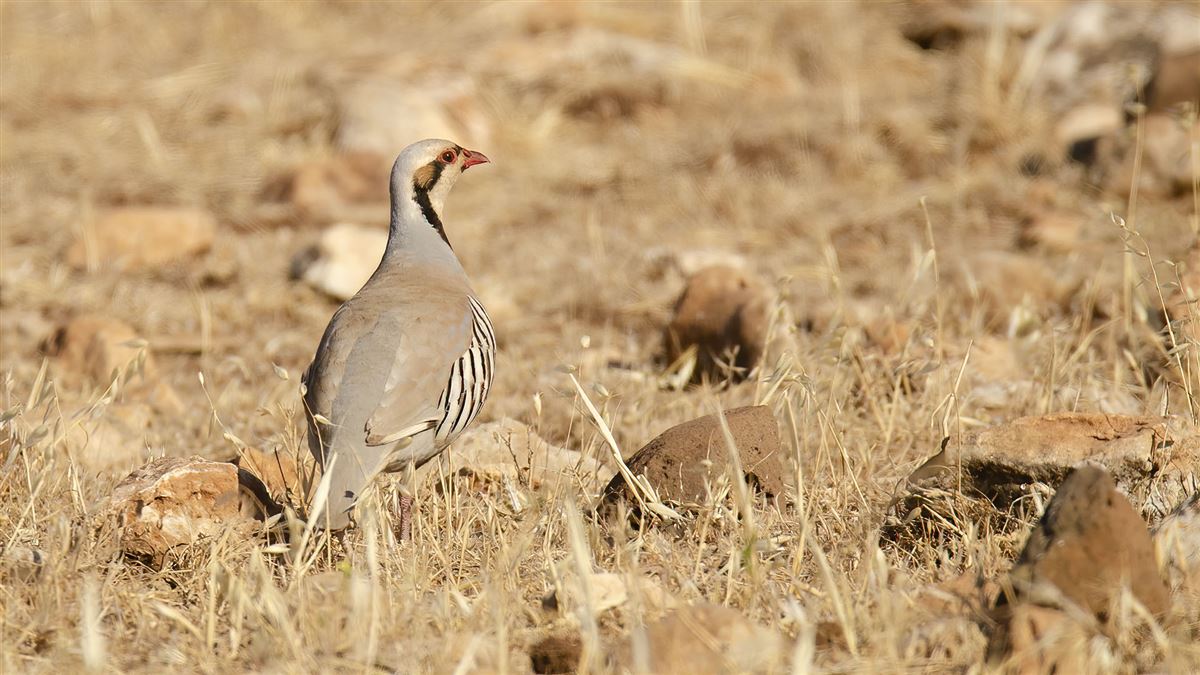 Chukar Partridge