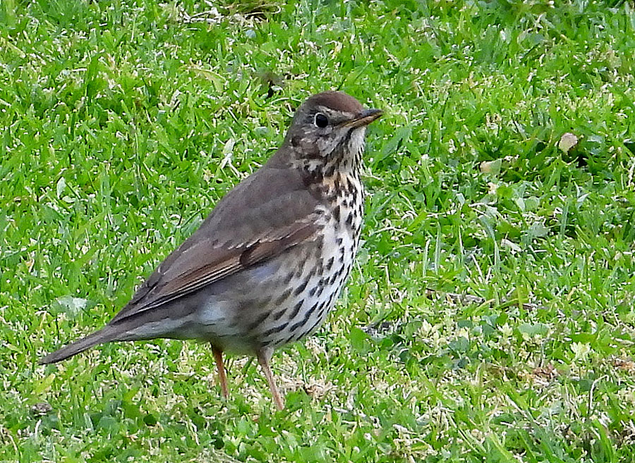 Song Thrush