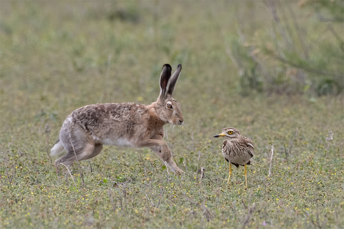 Eurasian Stone-curlew