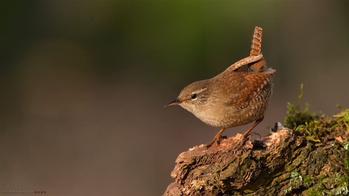 Eurasian Wren