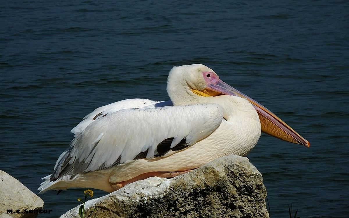 Ak Pelikan
