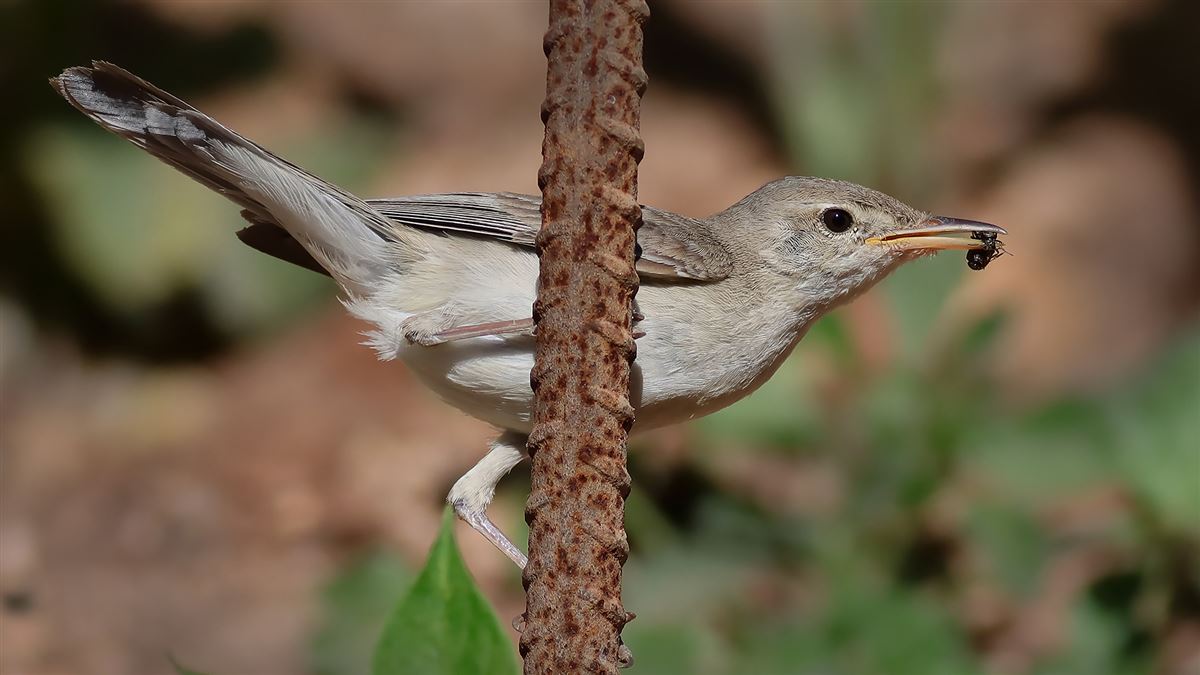 Eastern Olivaceous Warbler