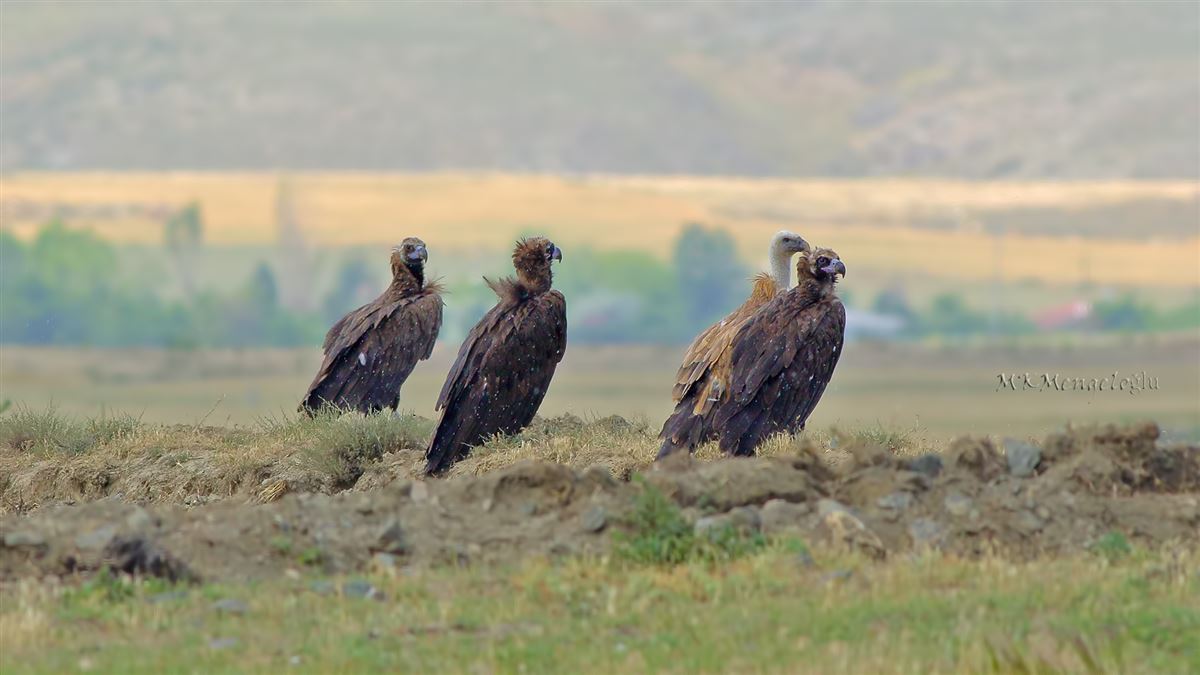 Griffon Vulture