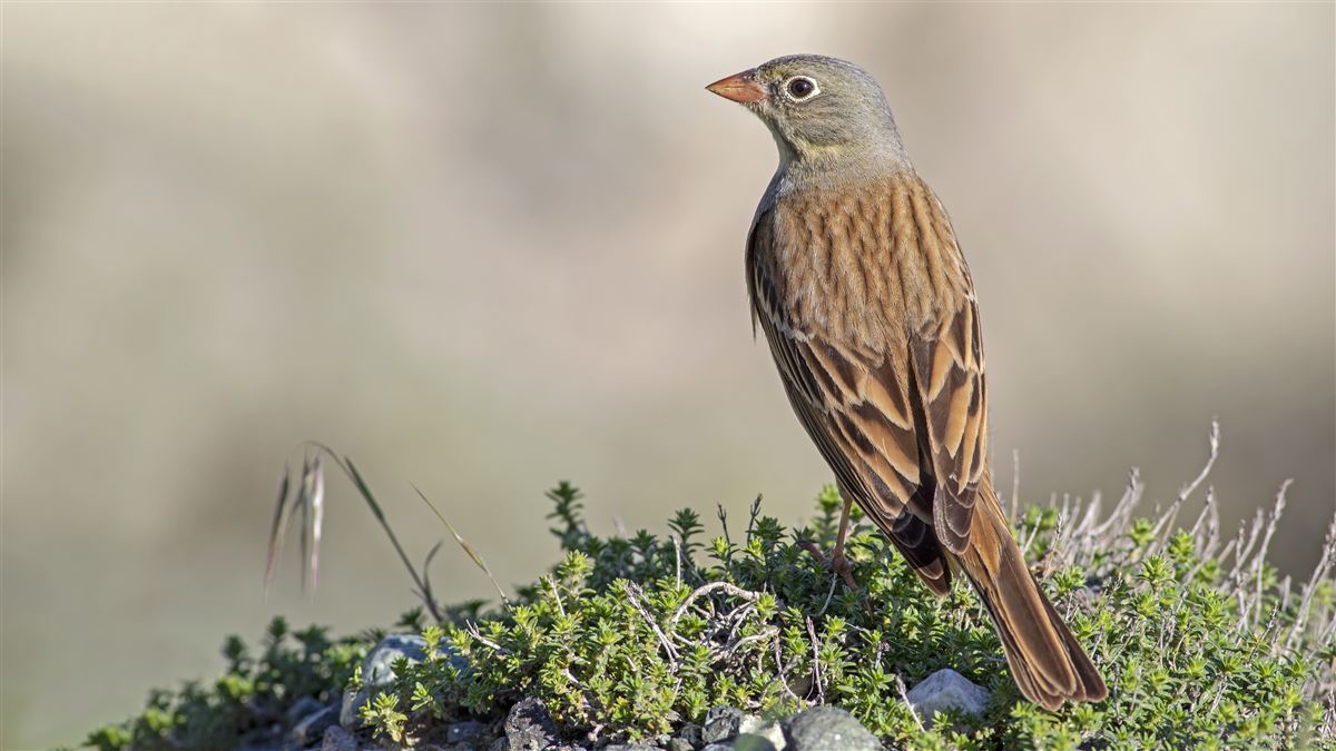 Ortolan Bunting