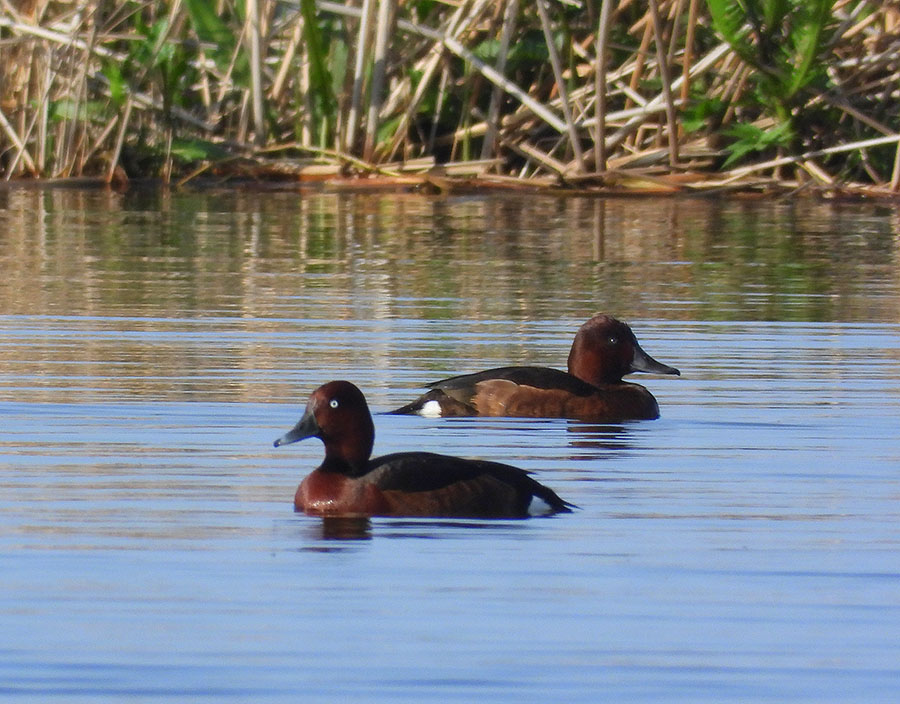 Ferruginous Duck