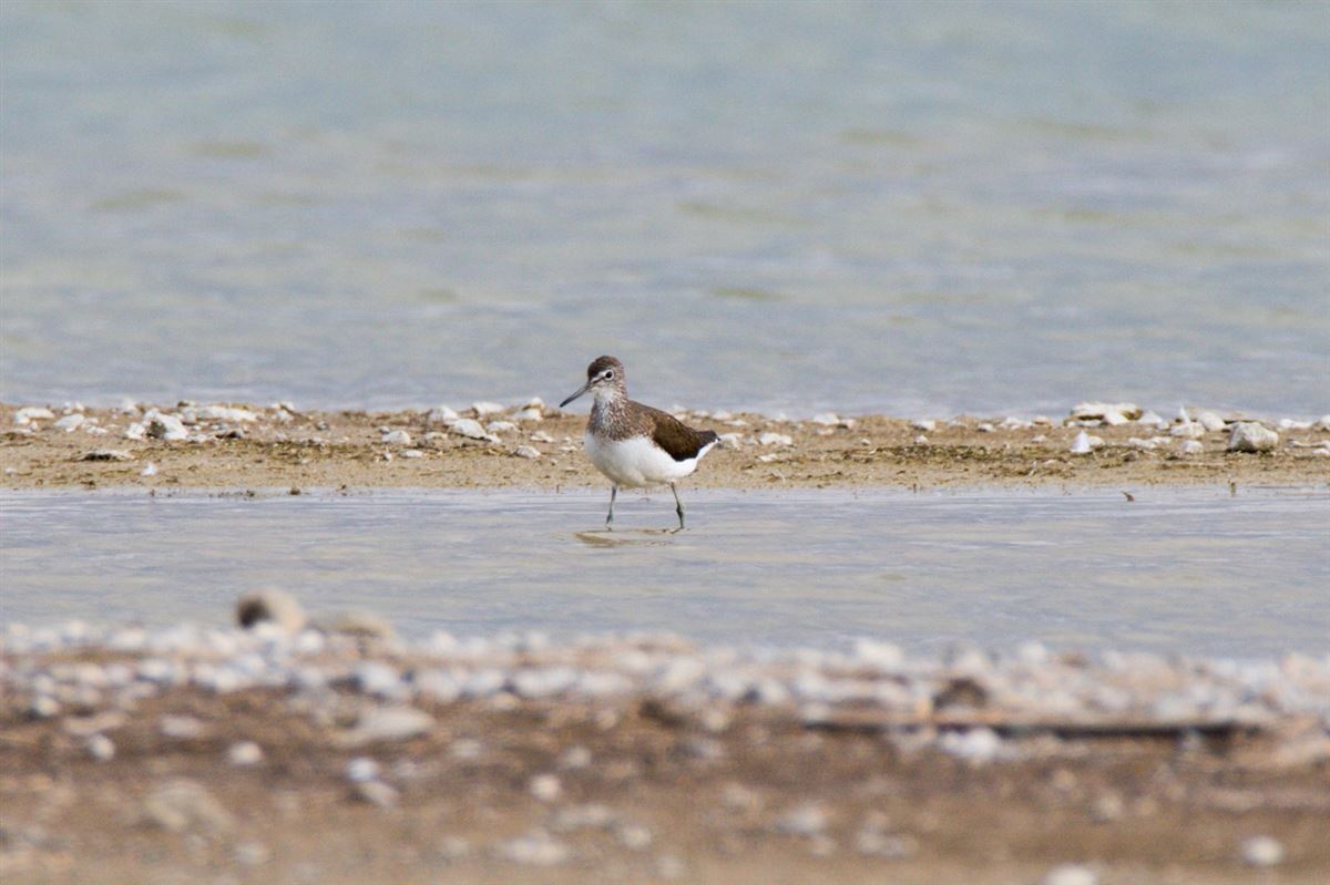 Green Sandpiper
