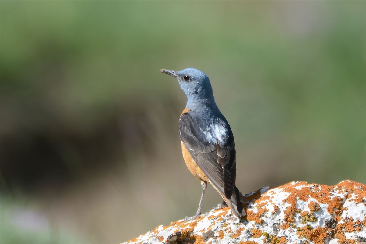 Common Rock Thrush