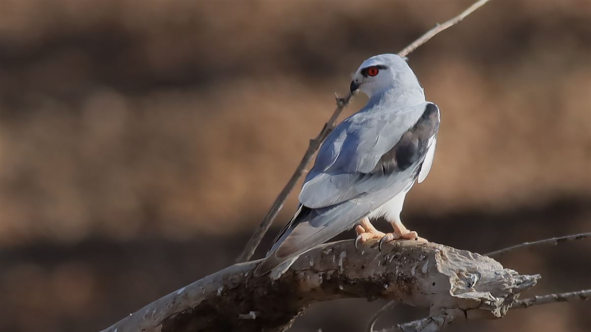 Black-winged Kite