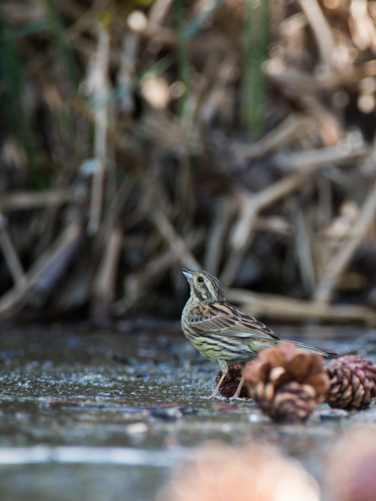 Cirl Bunting