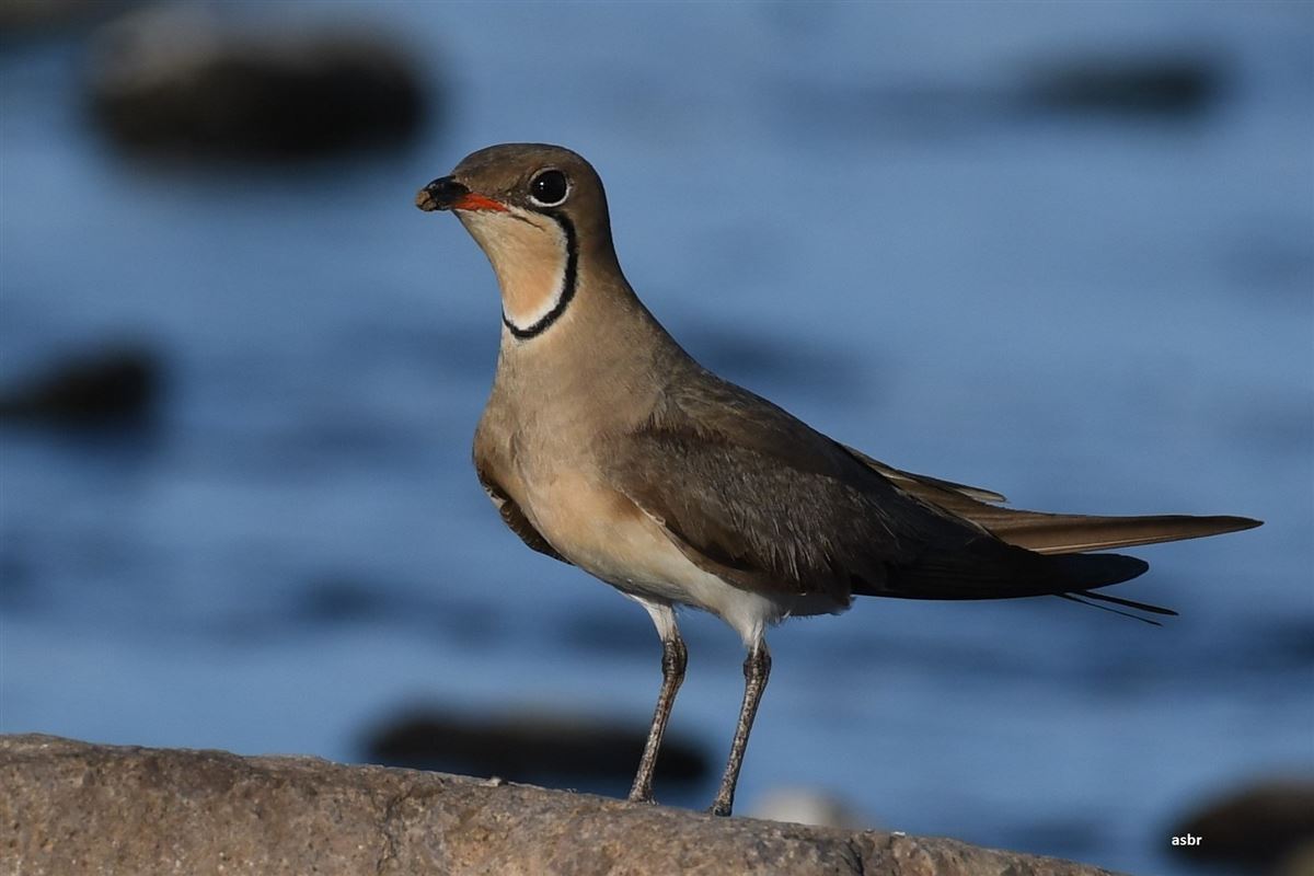 Collared Pratincole