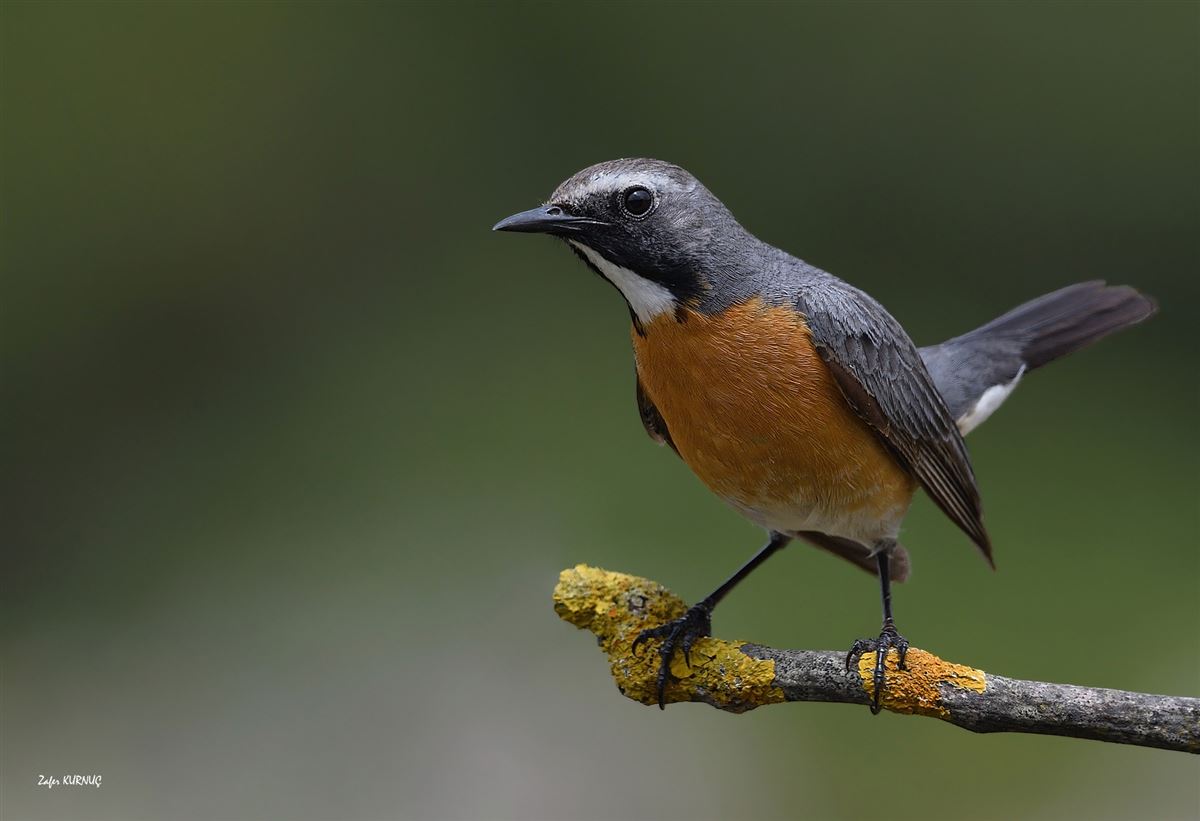 White-throated Robin