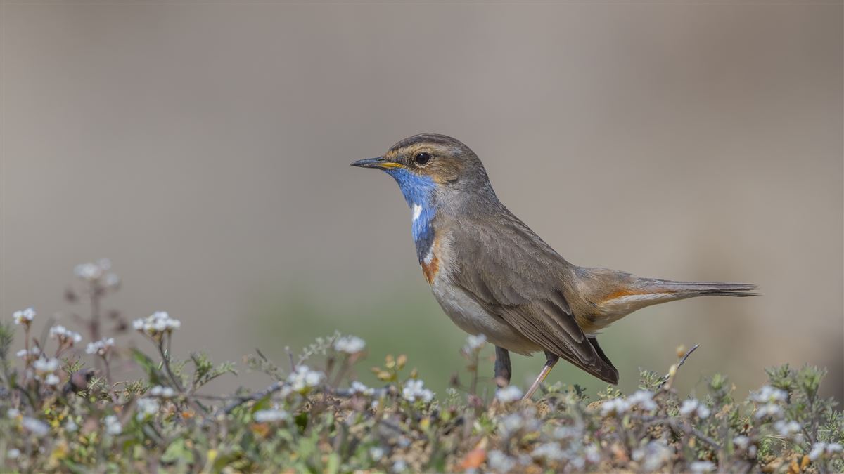 Bluethroat