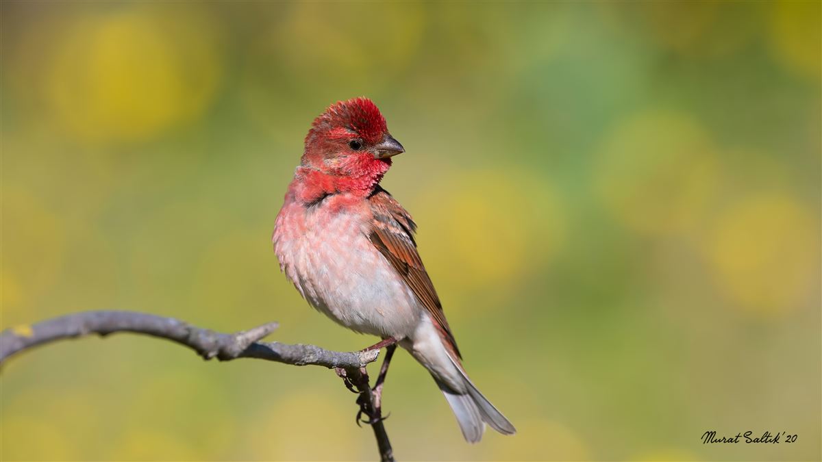 Common Rosefinch