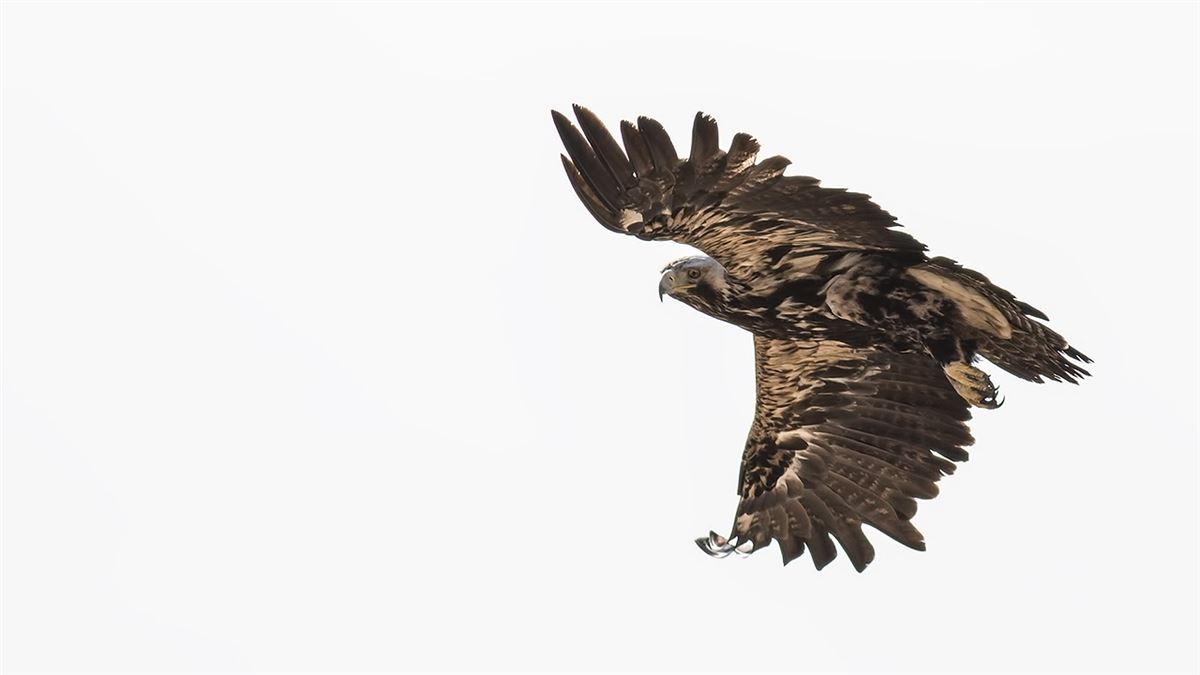 Eastern Imperial Eagle