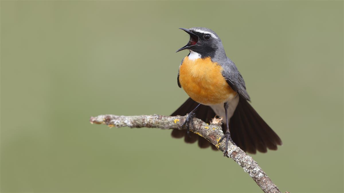 White-throated Robin