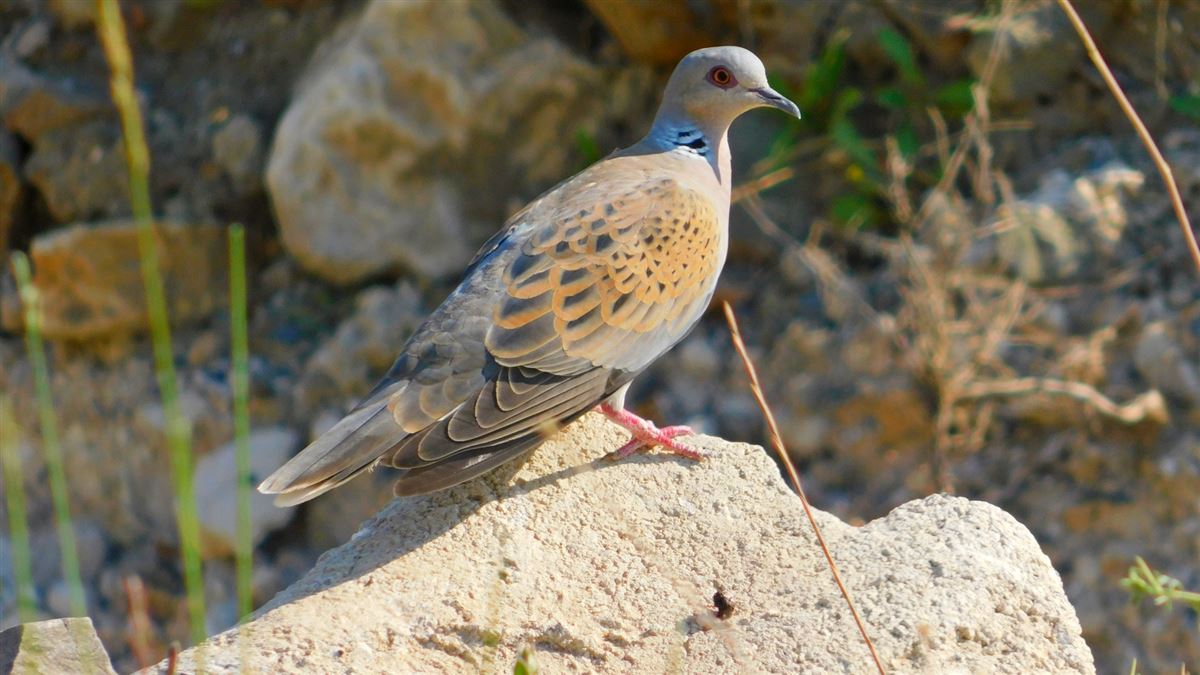 European Turtle Dove