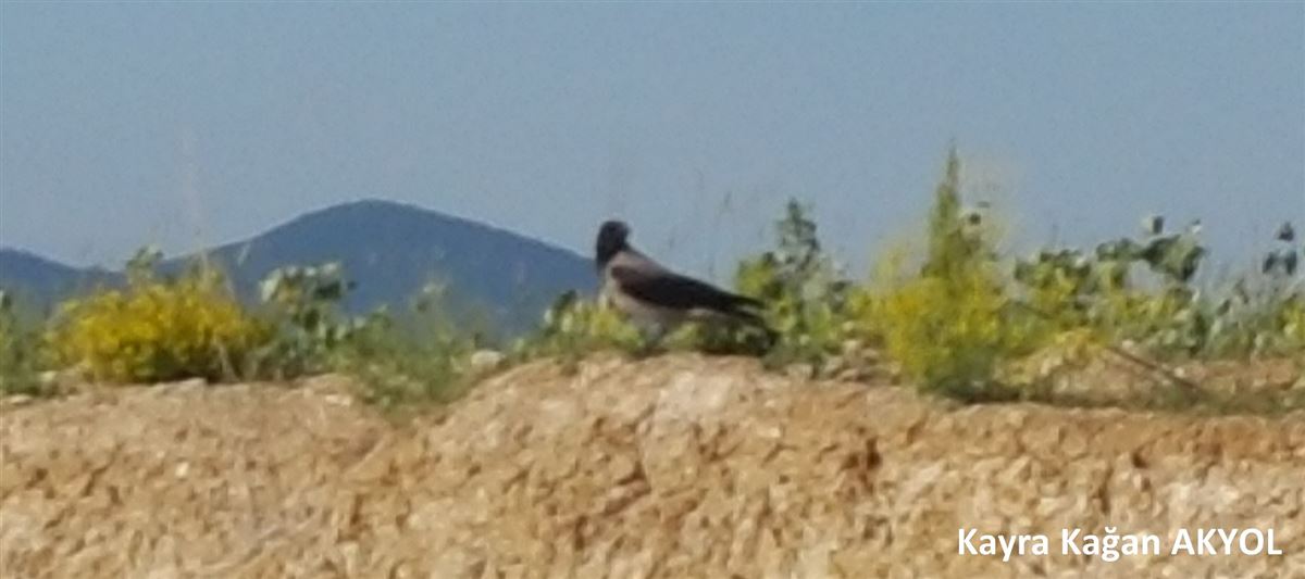 Leş Kargası