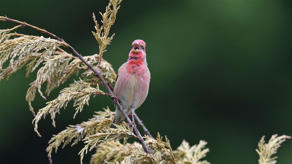 Common Rosefinch