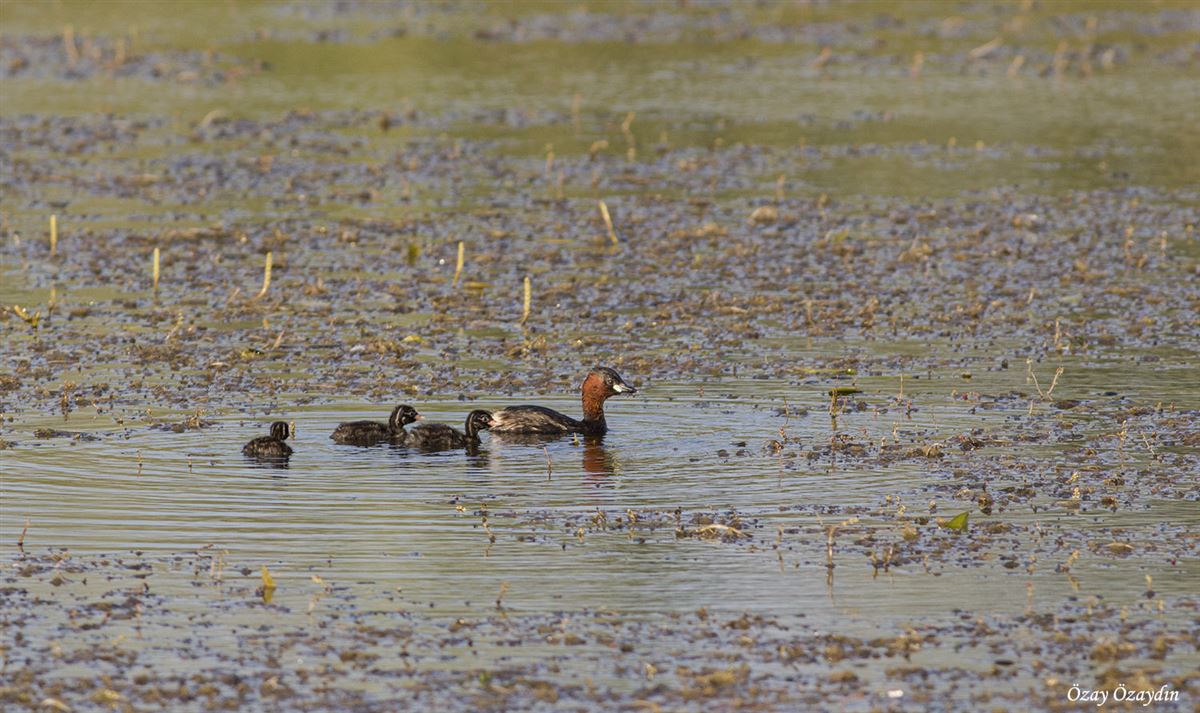 Little Grebe