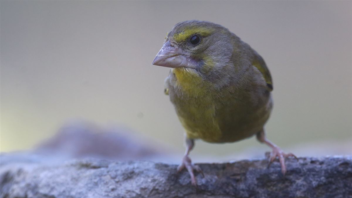 European Greenfinch