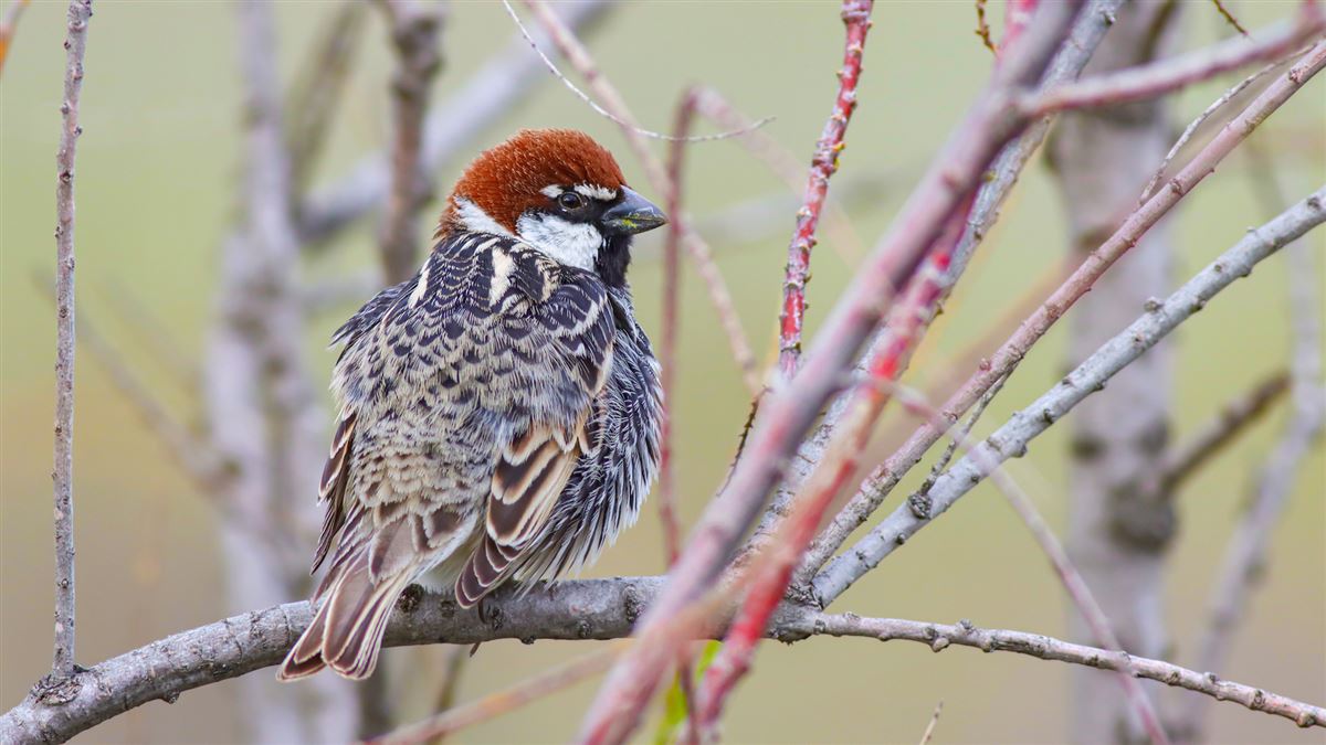 Spanish Sparrow