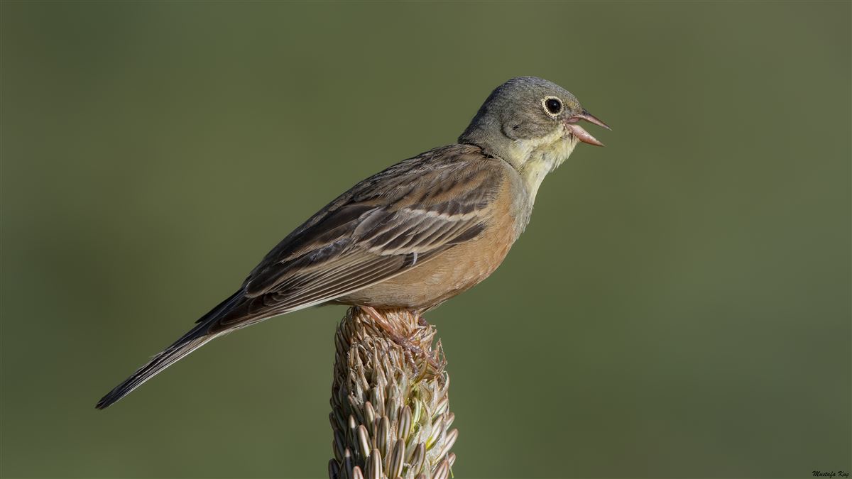 Ortolan Bunting