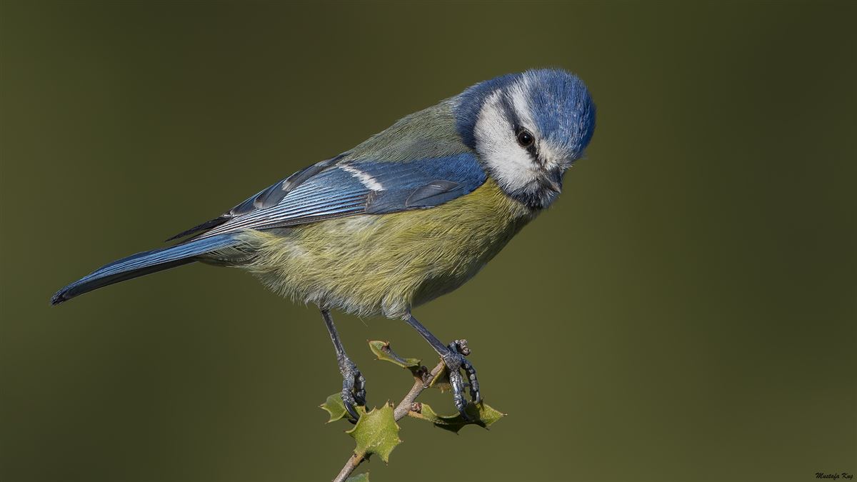 Eurasian Blue Tit