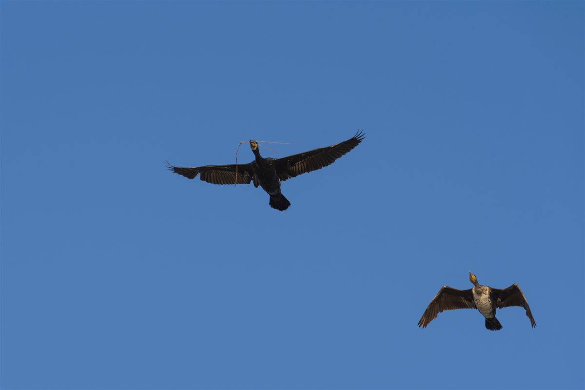 Great Cormorant