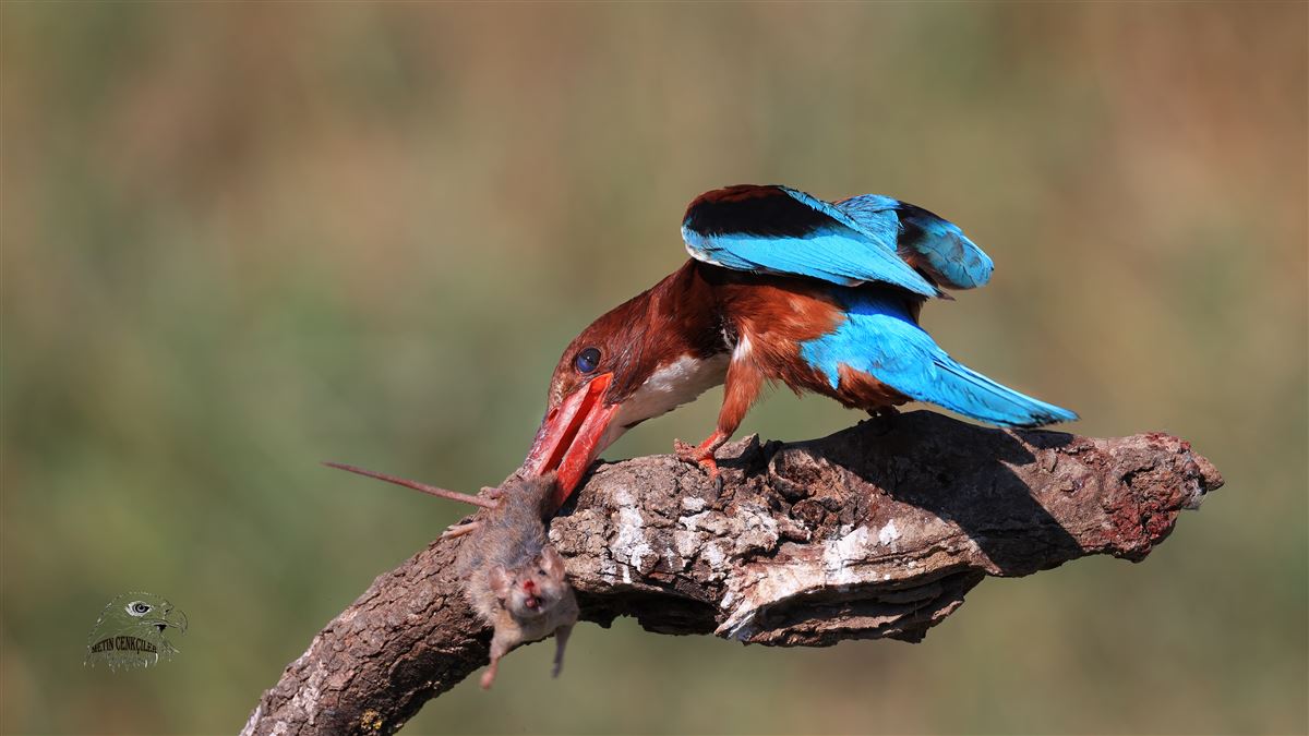 White-throated Kingfisher