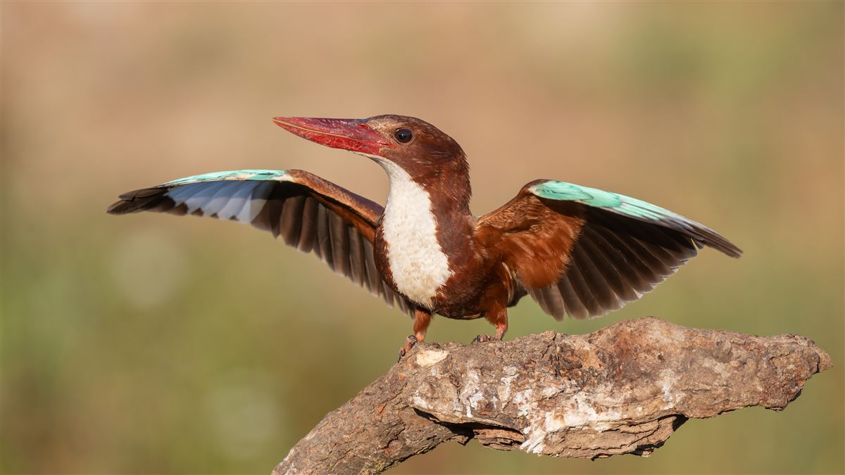 White-throated Kingfisher