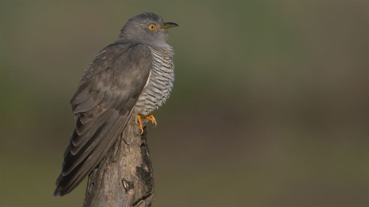 Common Cuckoo
