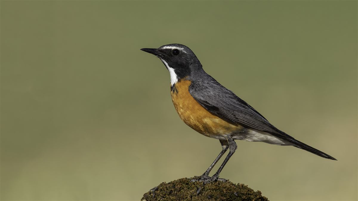 White-throated Robin