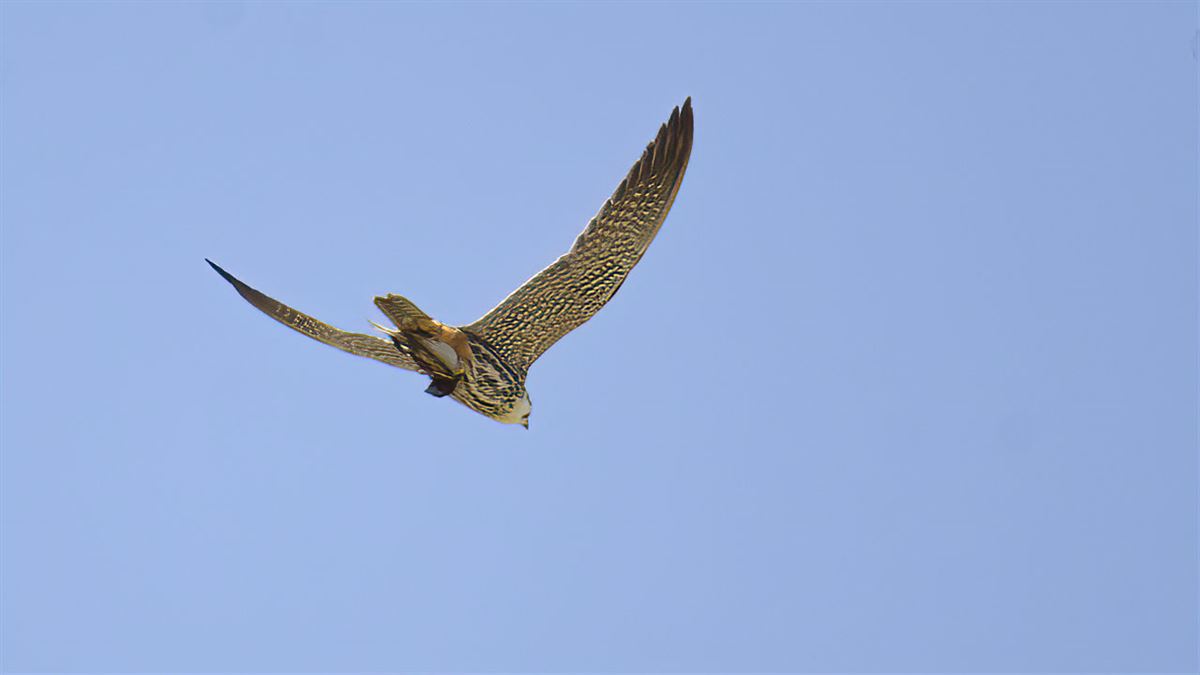 Eurasian Hobby