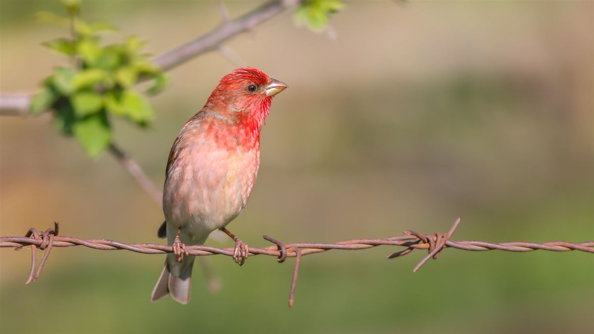 Common Rosefinch