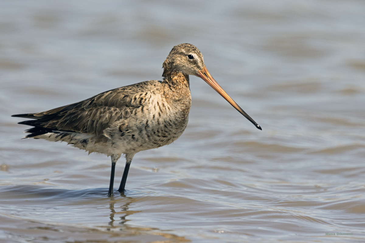 Black-tailed Godwit