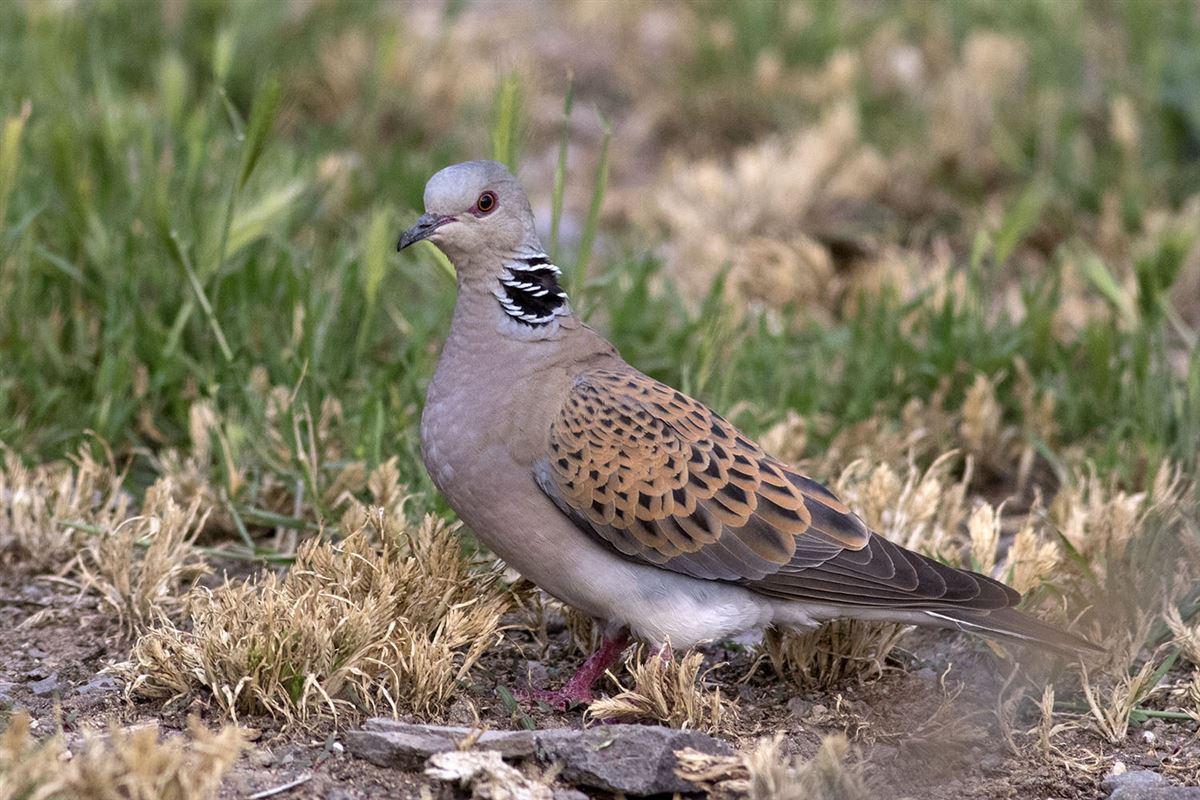 European Turtle Dove